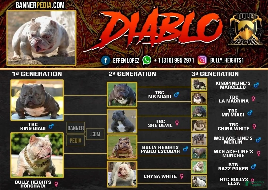 American Bully dogs for stud: Diablo - Ad 2