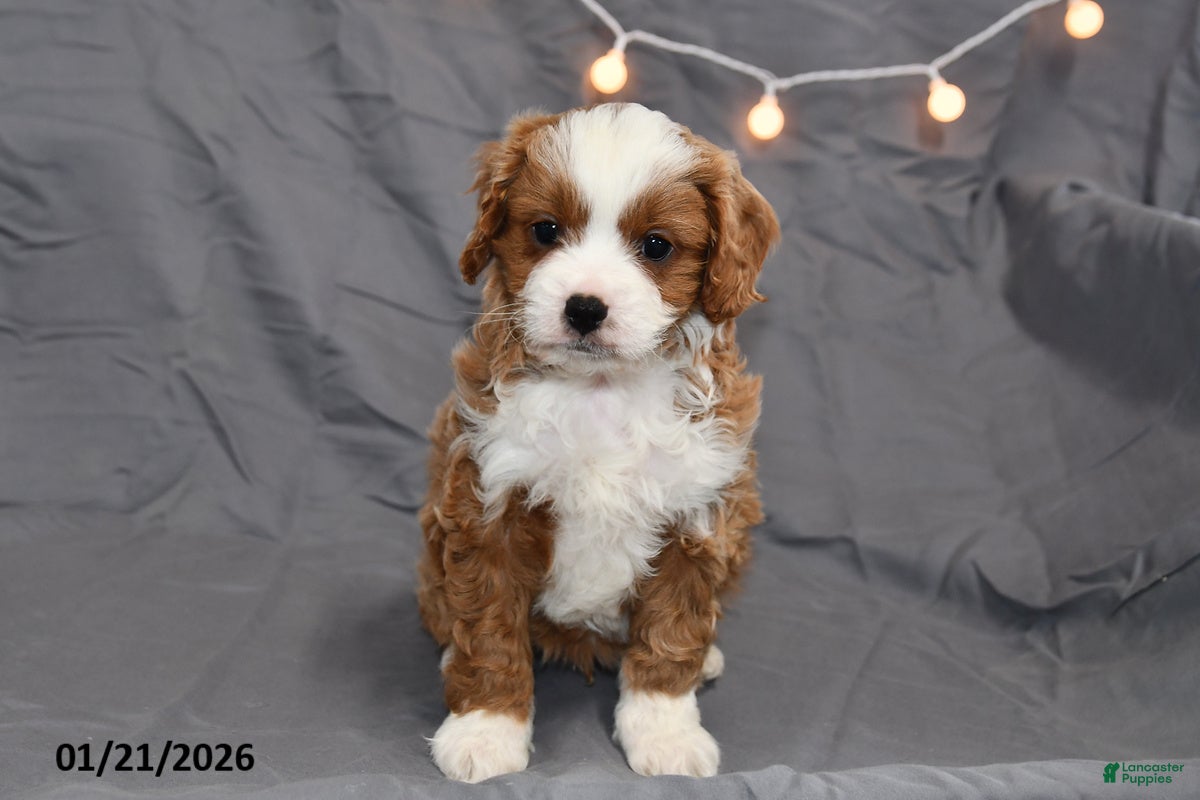 Cavapoo dogs for sale: Mickey - Ad 4