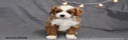Cavapoo dogs for sale: Mickey - Ad 1