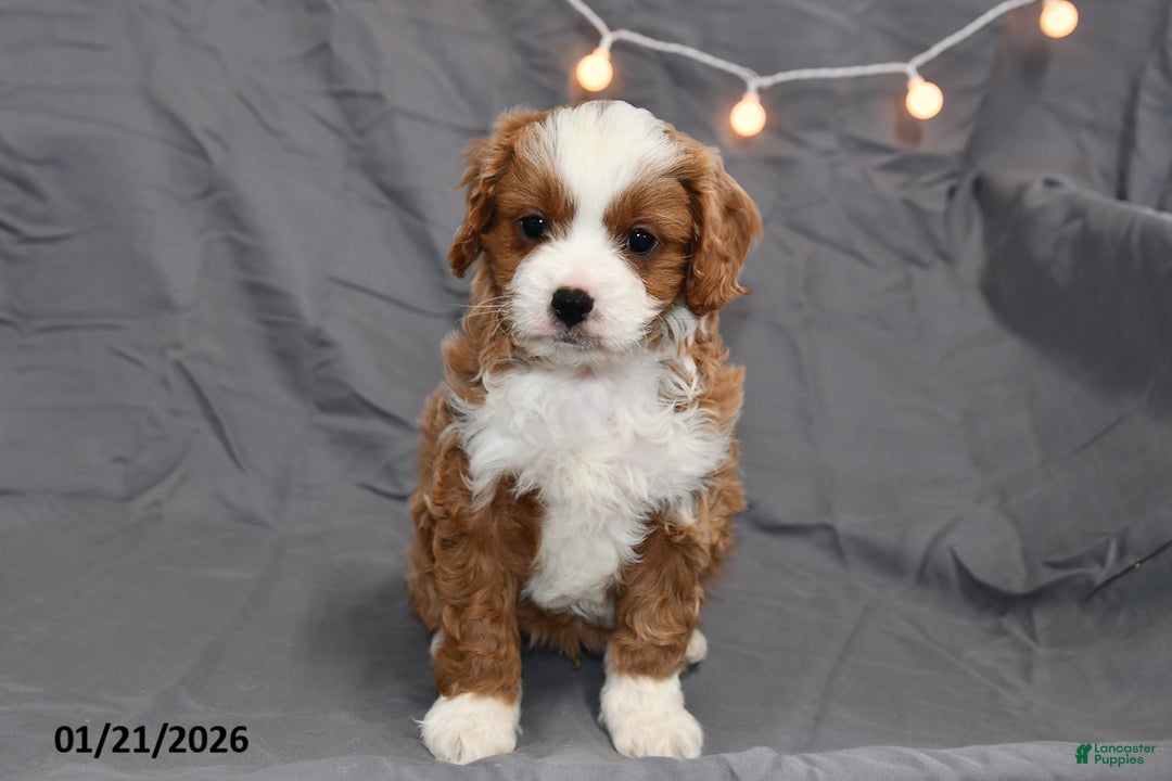 Cavapoo dogs for sale: Mickey - Ad 1