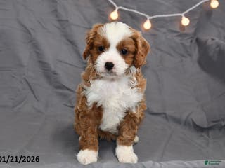Cavapoo dogs for sale: Mickey - Ad 4