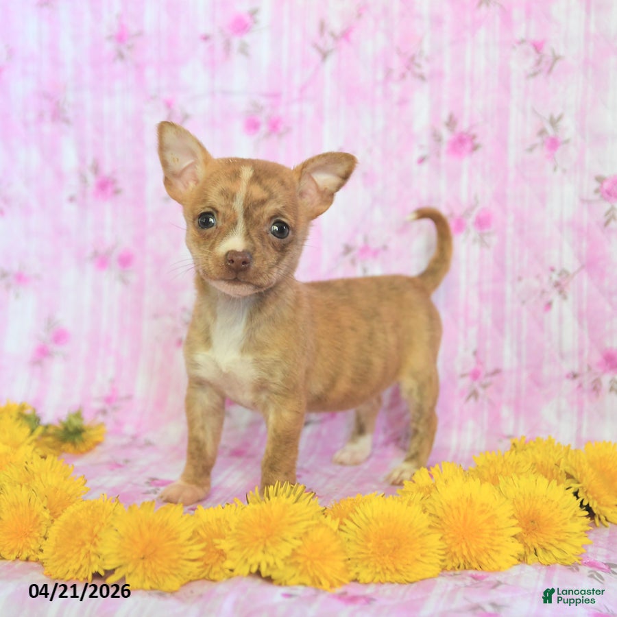Chihuahua dogs Tiny - Ad 1