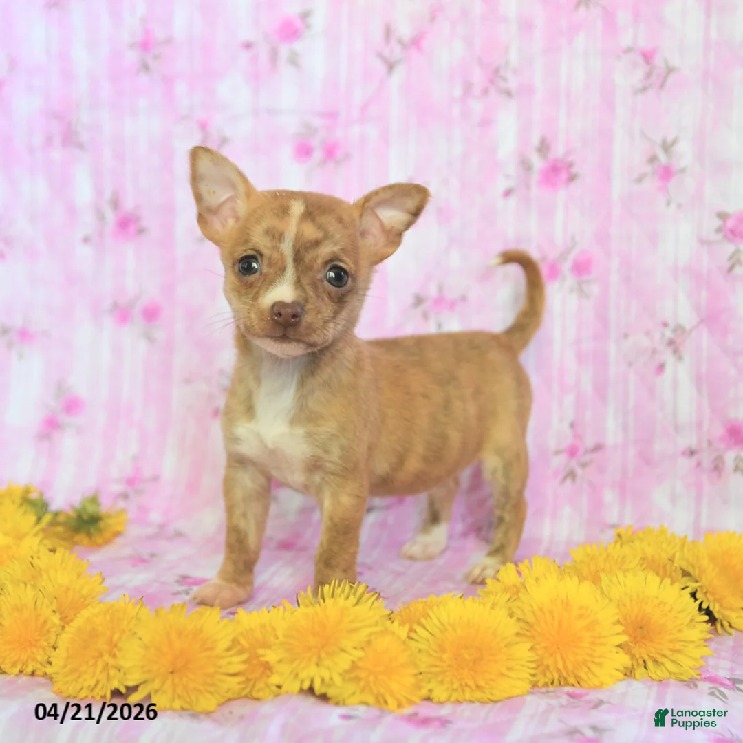 Chihuahua dogs for sale: Tiny - Ad 1