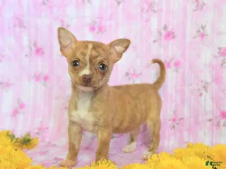 Chihuahua dogs for sale: Tiny - Ad 3