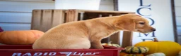 Labrador Retriever dogs for sale: NALA - Ad 13