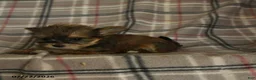 Morkie dogs for sale: Zaire - Ad 5