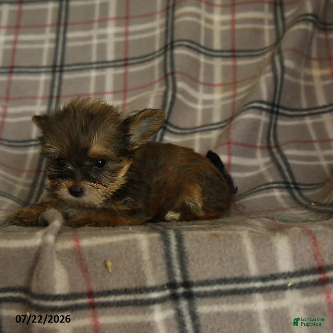 Morkie dogs for sale: Zaire - Ad 5
