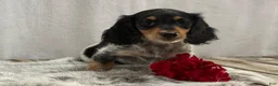 Miniature Dachshund dogs for sale: Oreo - Ad 4