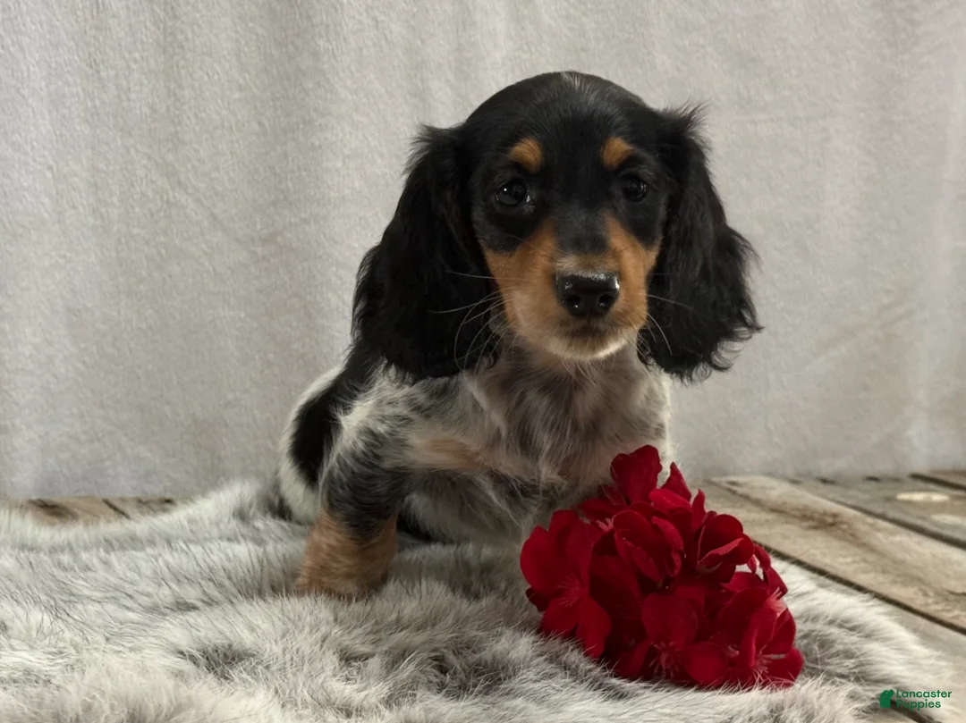 Miniature Dachshund dogs for sale: Oreo - Ad 4