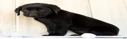 Labrador Retriever dogs for sale: Allie - Ad 3