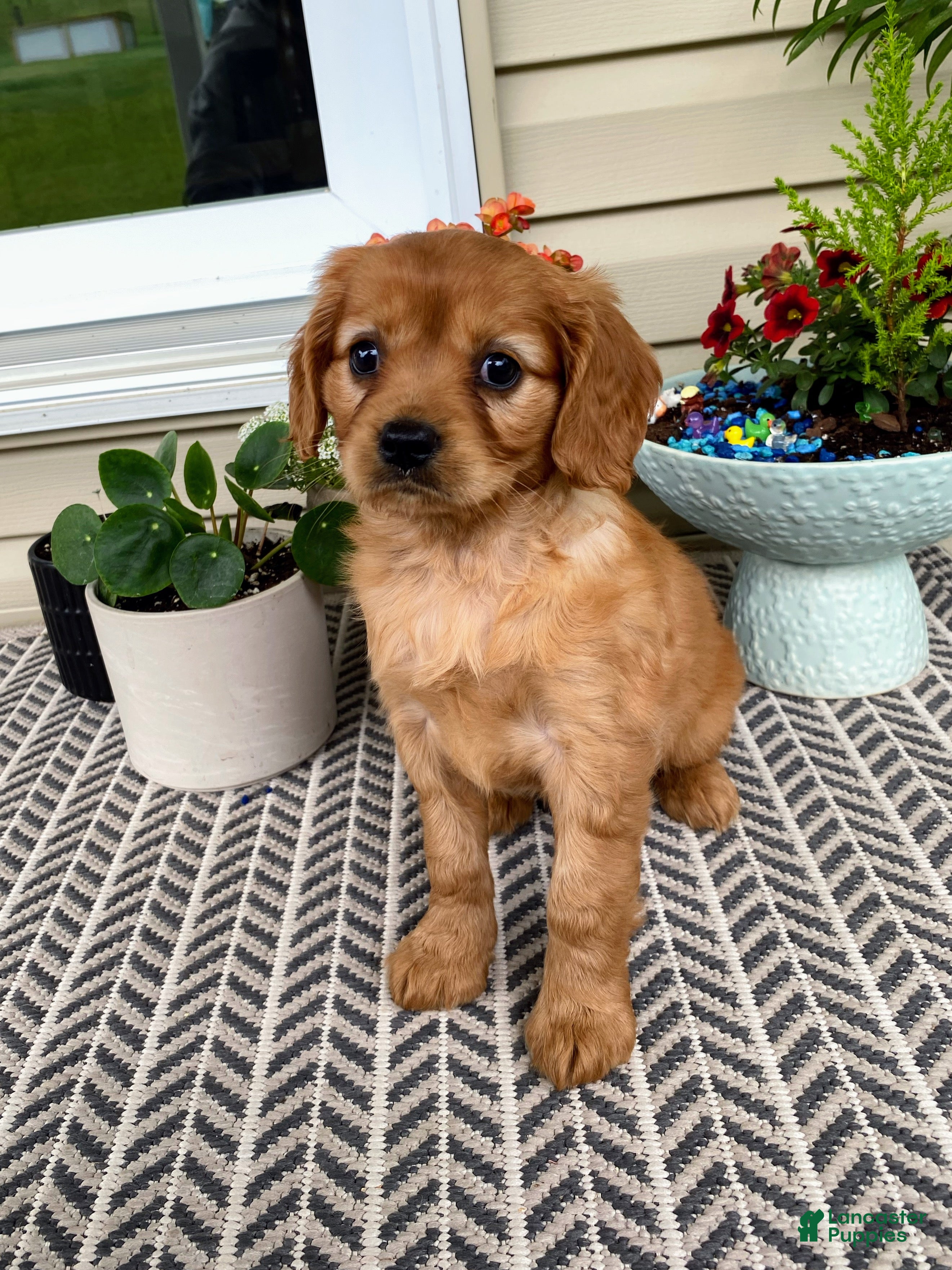 Miniature Golden Retriever dogs Muffin  - Ad 1