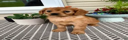 Miniature Golden Retriever dogs for sale: Muffin  - Ad 5