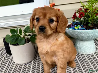 Miniature Golden Retriever dogs for sale: Muffin - Ad 3