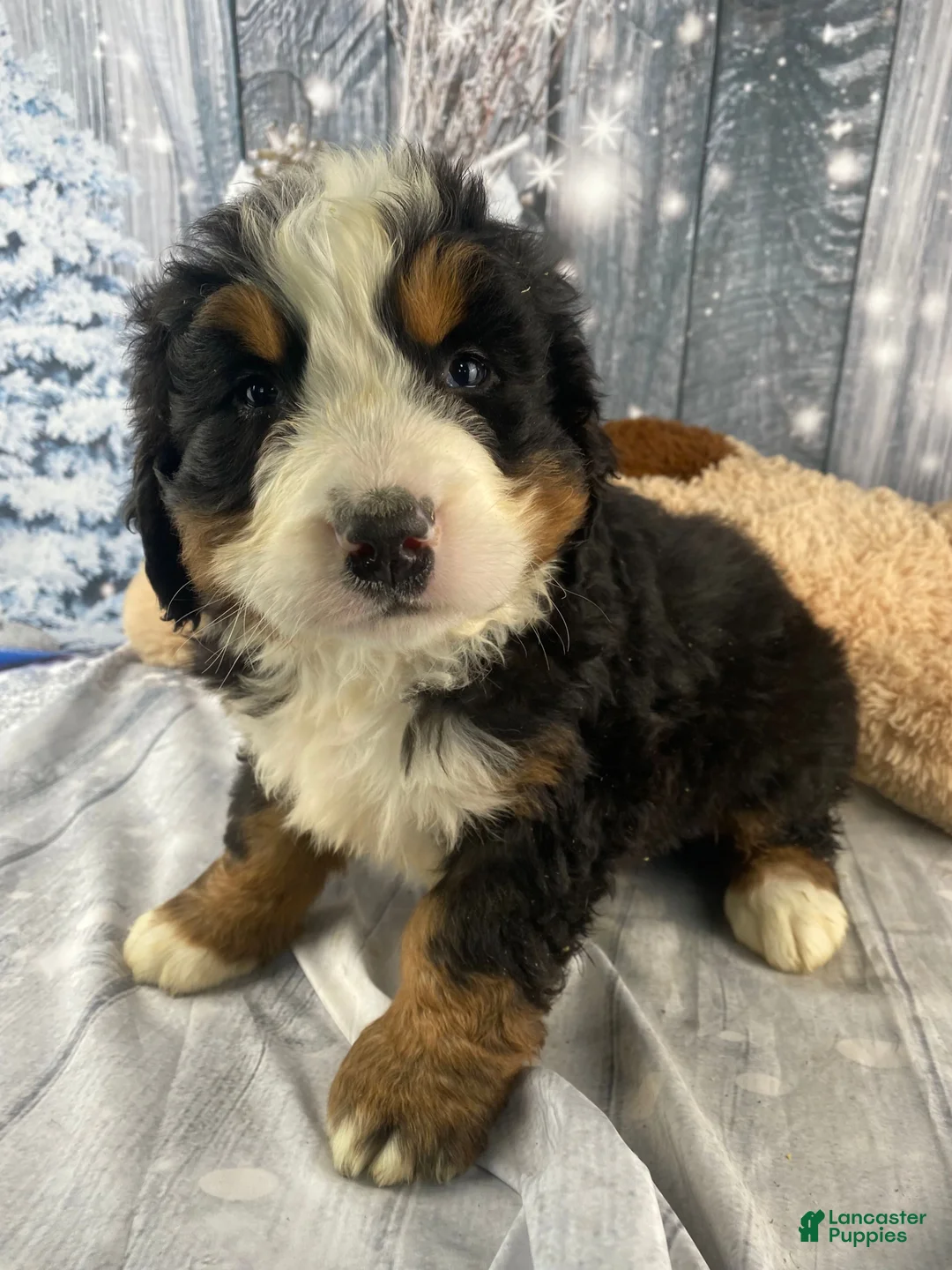 Bernese Mountain Dog dogs for sale: Sonny - Ad 1
