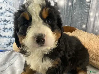 Bernese Mountain Dog dogs Sonny - Ad 2