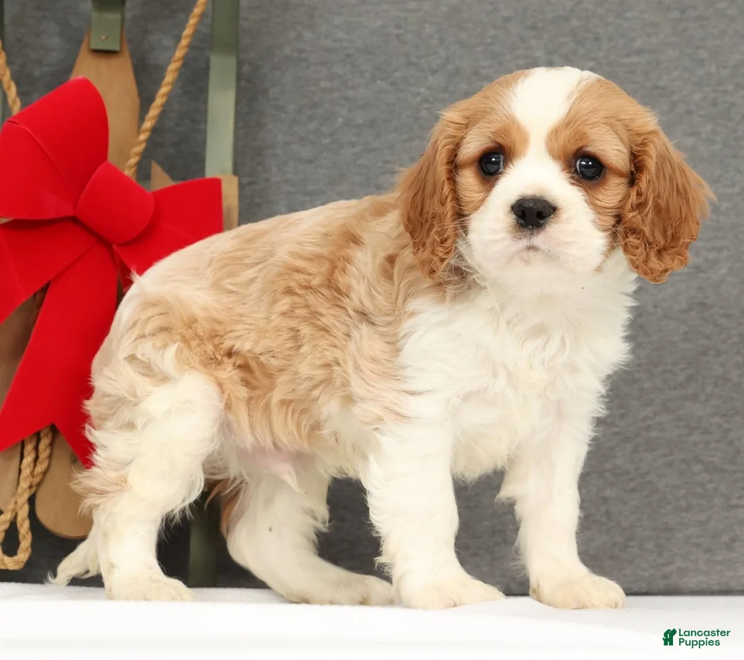 Cavalier King Charles Spaniel dogs for sale: Prince - Ad 1