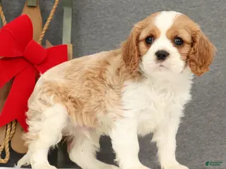 Cavalier King Charles Spaniel dogs Prince - Ad 32