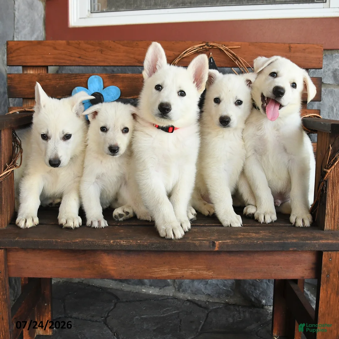 German Shepherd dogs for sale: Keller - Ad 3