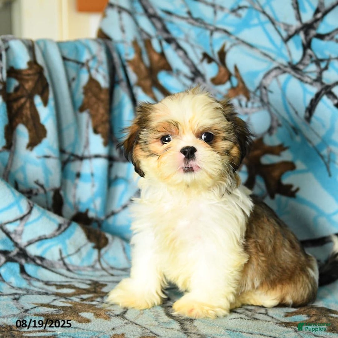 Akc Southern Charm Shih Tzu Shih Tzu Puppies For Sale Lancaster