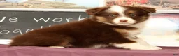 Miniature Australian Shepherd dogs for sale: Shelly - Ad 4