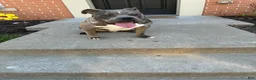 American Bully dogs for sale: American Bully Puppy 1 - Ad 5