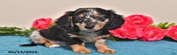 Miniature Dachshund dogs for sale: Rascal - Ad 2