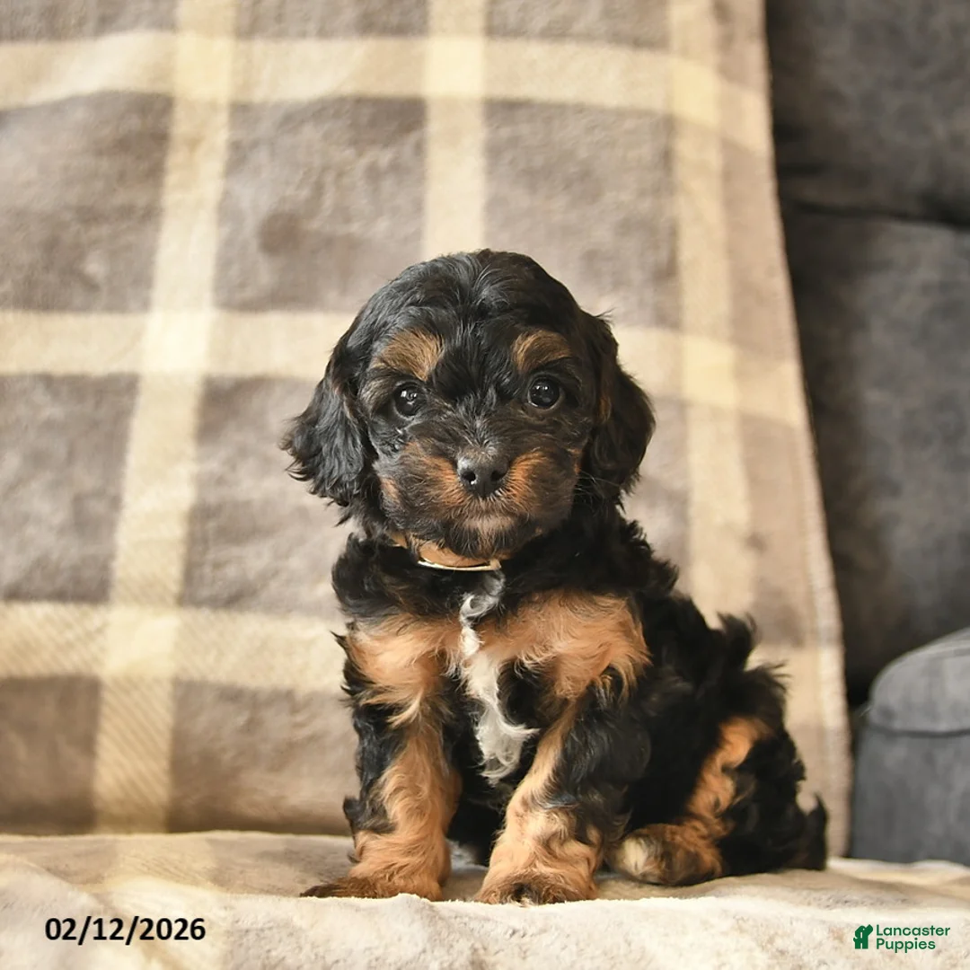 Cavapoo dogs for sale: Clementine - Ad 1