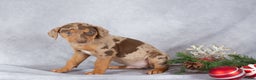Catahoula Leopard Dog dogs for sale: Jingle - Ad 2