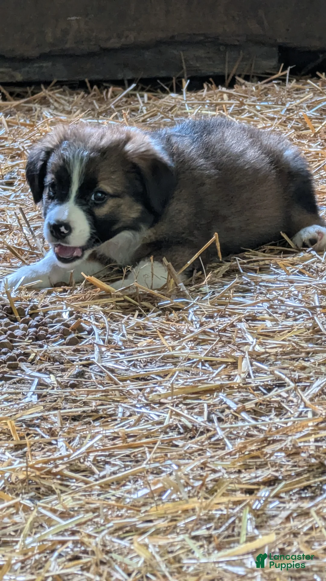 Bernese Mountain Dog dogs for sale: Bernese Mountain Dog 4 - Ad 1