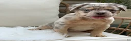 French Bulldog dogs for sale: Sophie - Ad 4