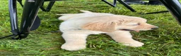 Golden Retriever dogs for sale: Gus - Ad 4