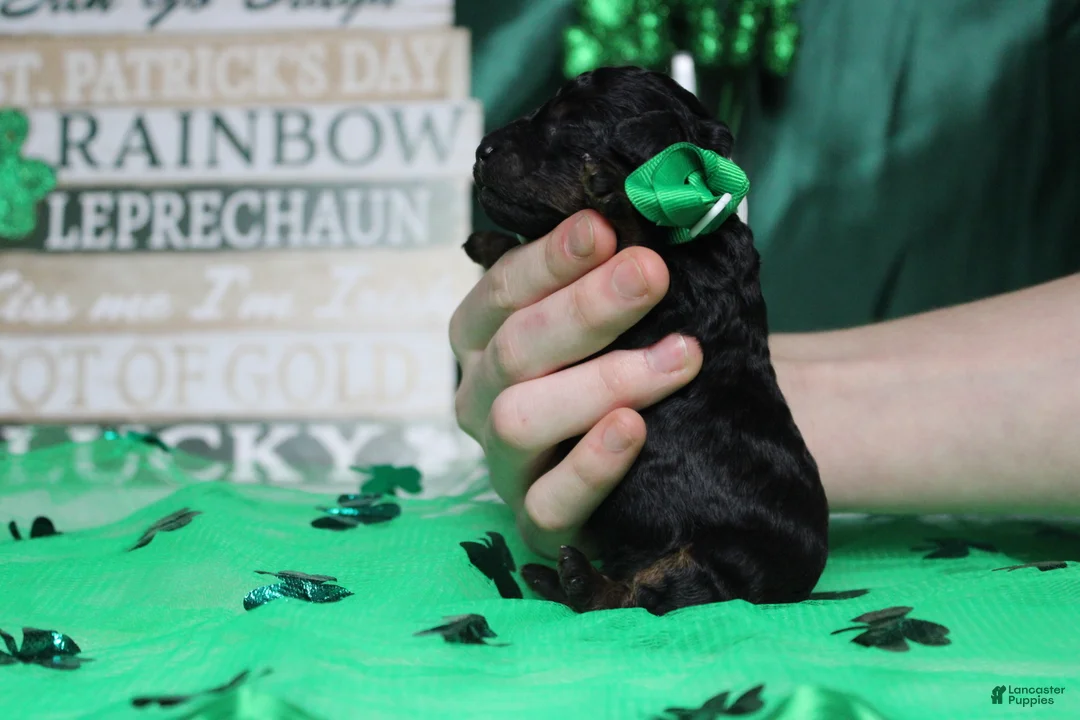 Toy Poodle dogs for sale: Charlie - Ad 10