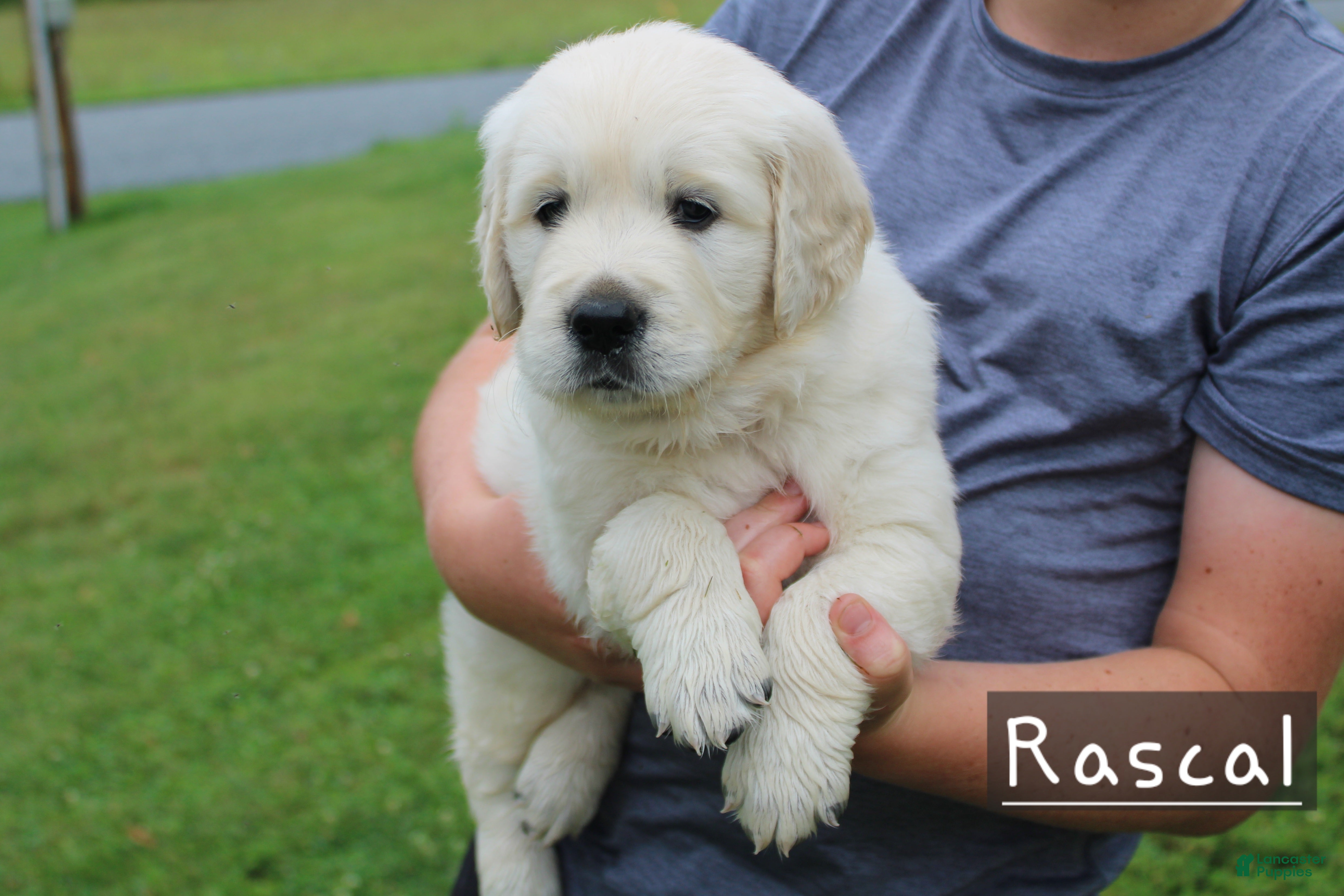 Golden Retriever dogs Rascal - Ad 1