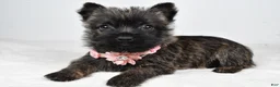 Cairn Terrier dogs for sale: Robin - Ad 2