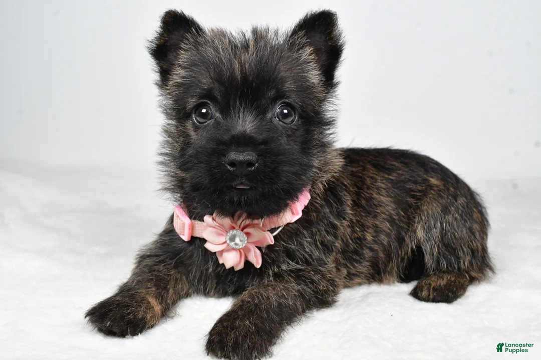 Cairn Terrier dogs for sale: Robin - Ad 2