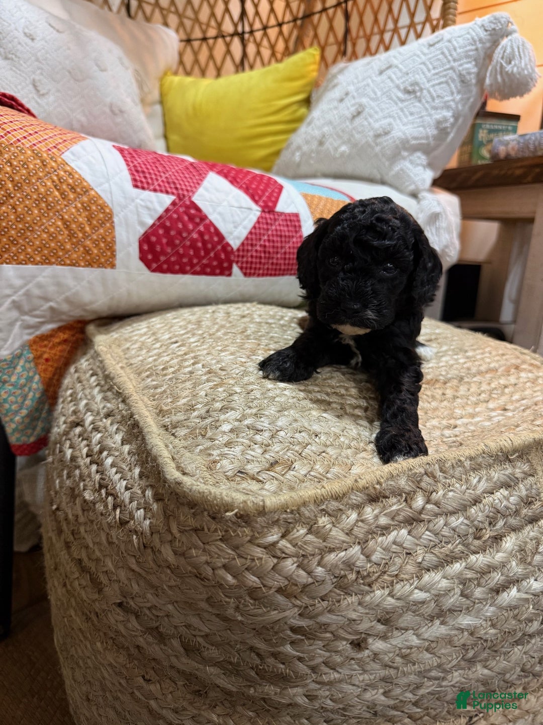Cavapoo dogs for sale: Calvin - Ad 3