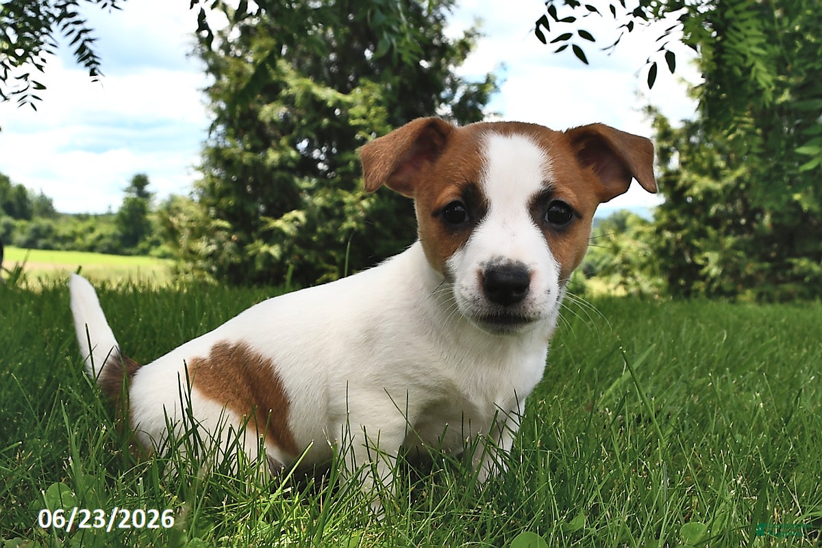 Jack Russell Terrier dogs Daisy - Ad 1