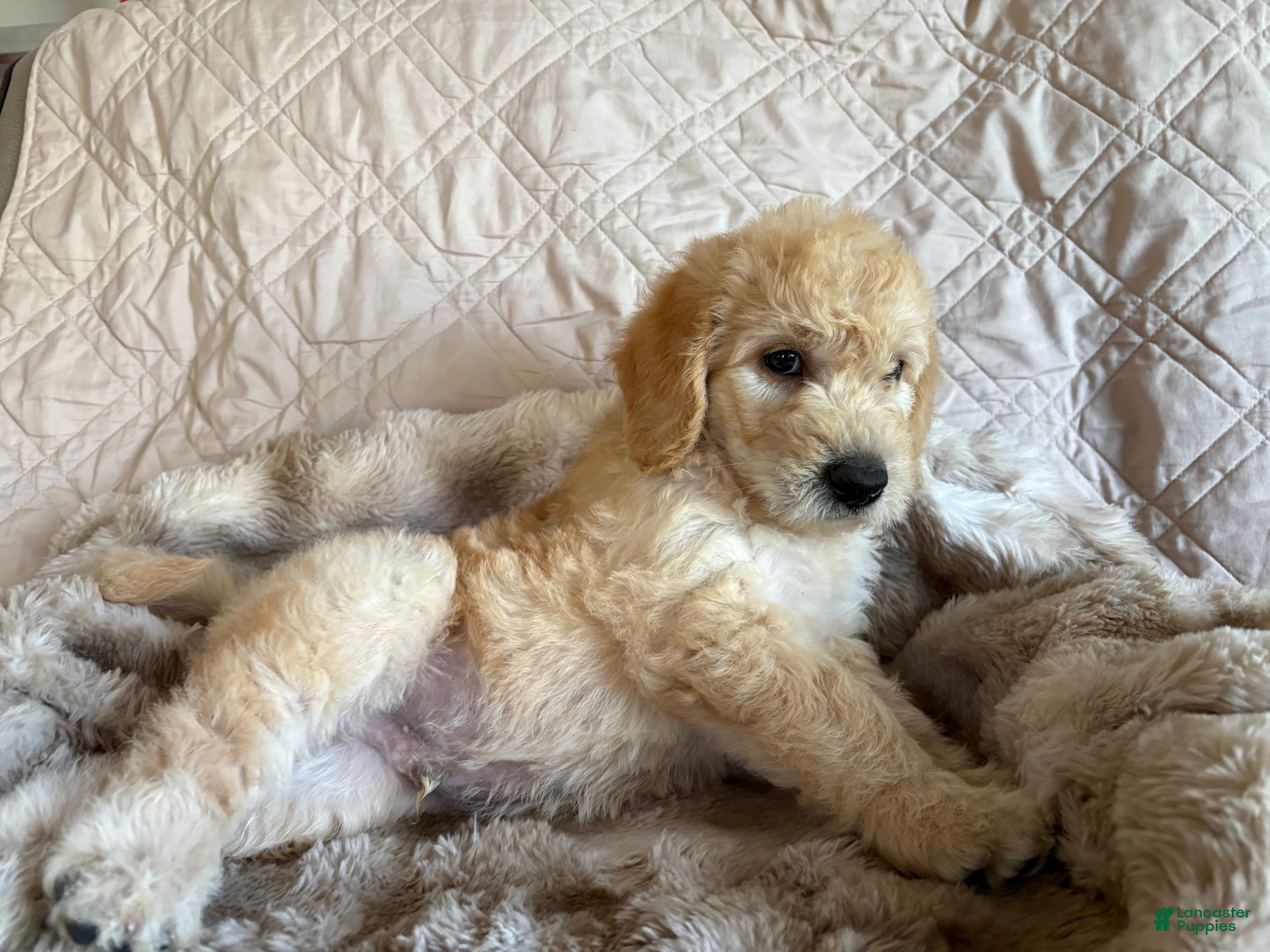 Double Doodle dogs for sale: Lager - F2 Double Doodle - Ad 1