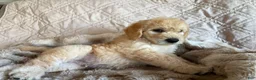 Double Doodle dogs for sale: Lager - F2 Double Doodle - Ad 1