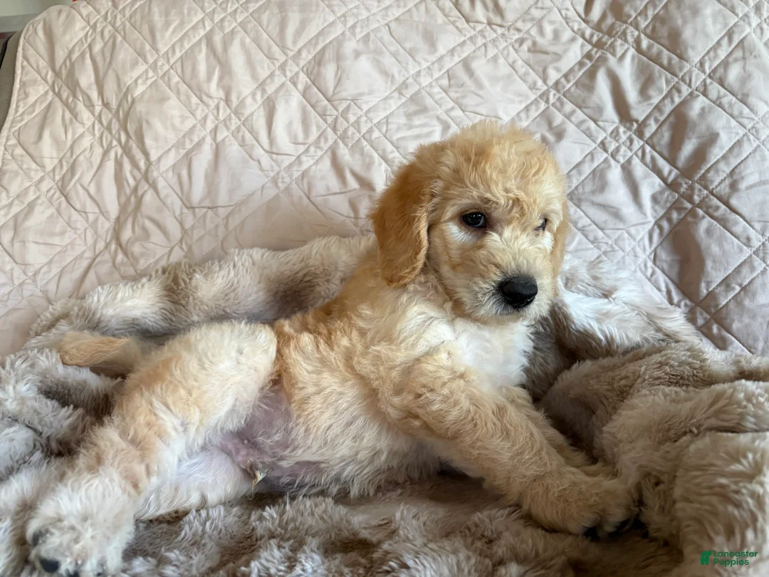 Double Doodle dogs for sale: Lager - F2 Double Doodle - Ad 1