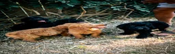 Goldendoodle dogs for sale: Coco - Ad 4