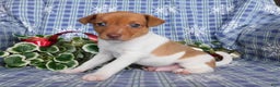 Jack Russell Terrier dogs for sale: Charlie - Ad 2