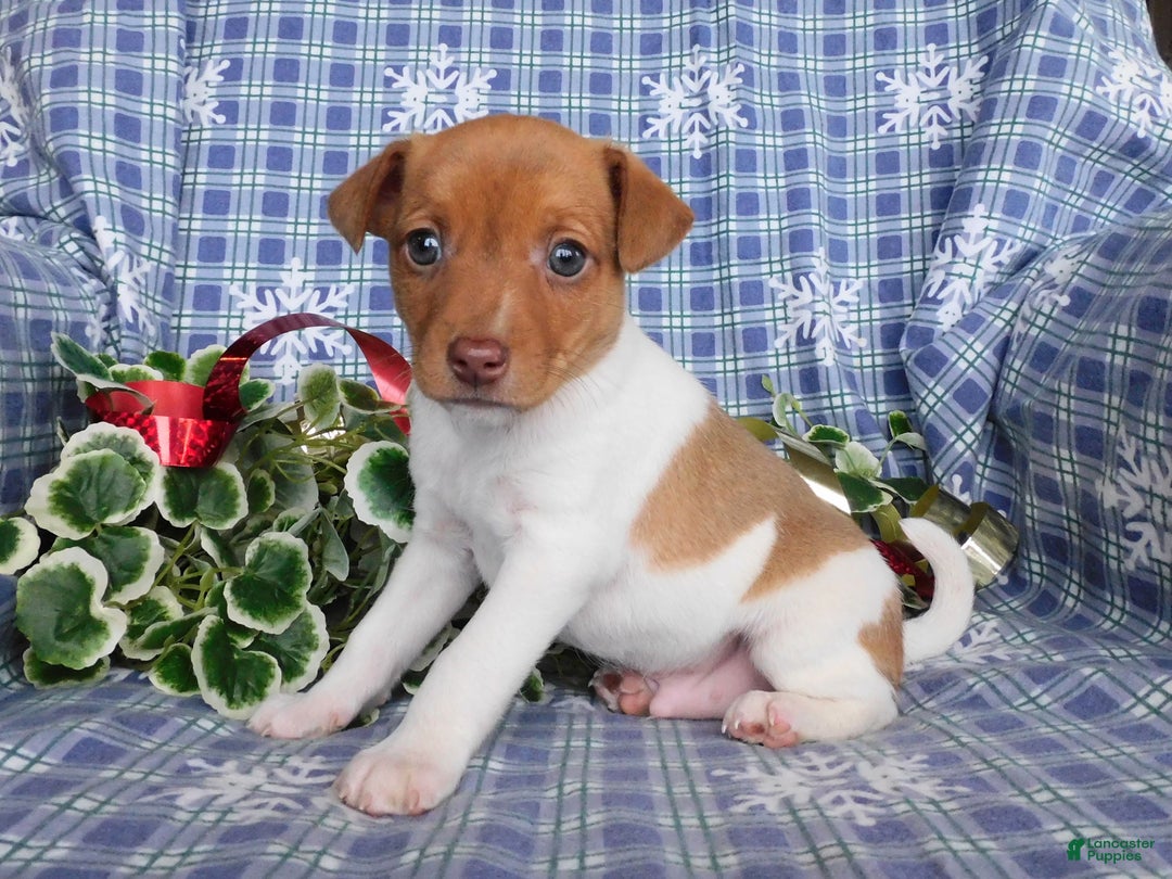 Jack Russell Terrier dogs for sale: Charlie - Ad 2