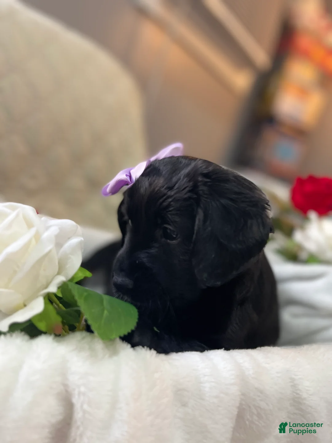 Aussiedoodle dogs for sale: Ellie - Ad 1