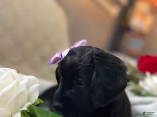 Aussiedoodle dogs for sale: Ellie - Ad 1
