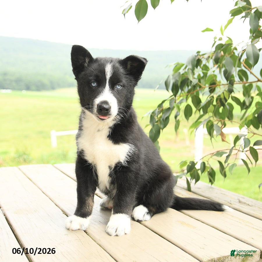 Gerberian Shepsky dogs Frosty - Ad 1