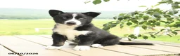 Gerberian Shepsky dogs for sale: Frosty - Ad 6