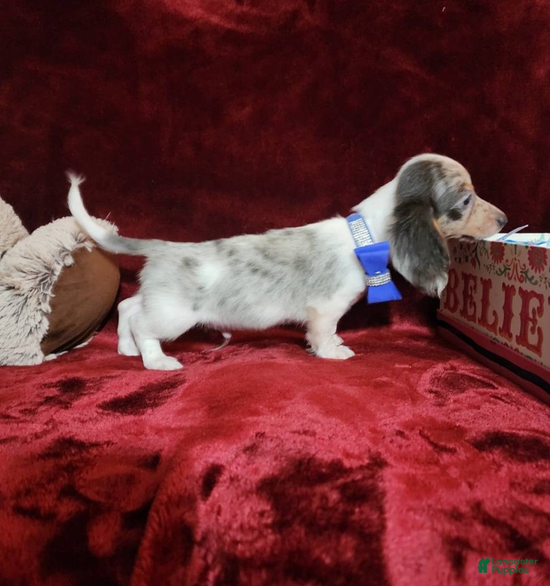 Miniature Dachshund dogs for sale: STERLING - Ad 5