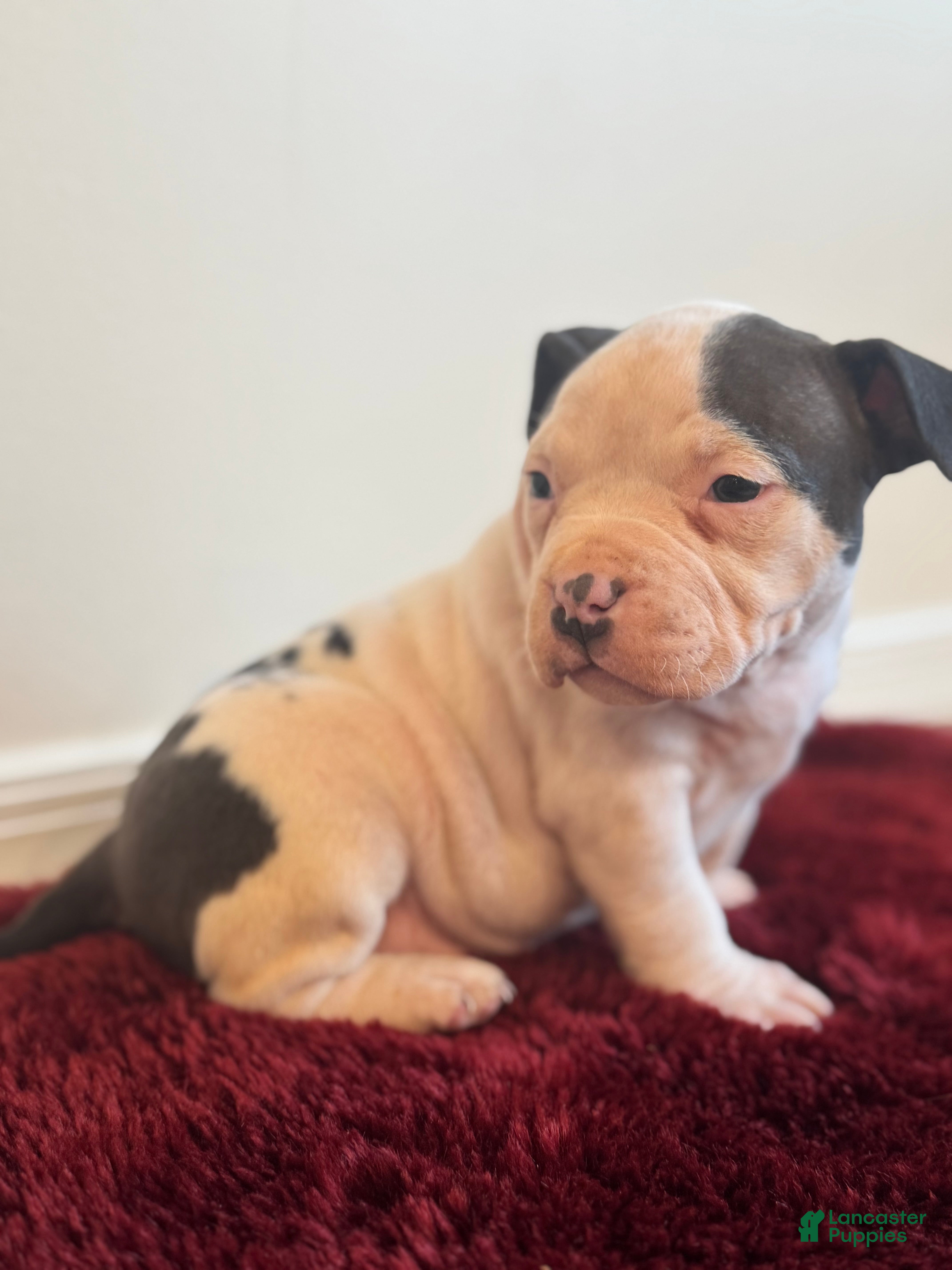 American Bully dogs Winnie - Ad 2