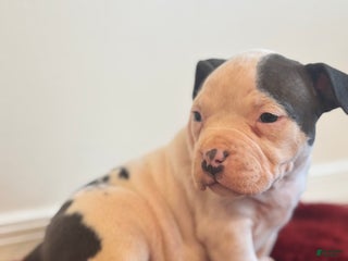 American Bully dogs Winnie - Ad 10